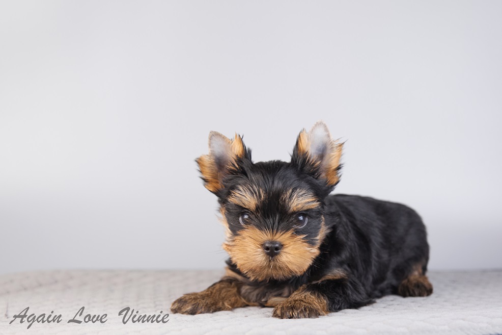 AGAIN LOVE VINNI &mdash; Labaza DogPedigree YorkshireTerrier